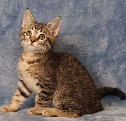 A baby medium-sized female Domestic Short Hair cat named Rosemary for adoption in West Chester, PA