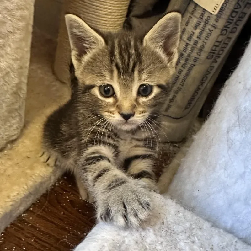A baby small-sized female Gray / Blue / Silver Domestic Short Hair cat named Grizzled Detective for adoption in Fairfax Station, VA