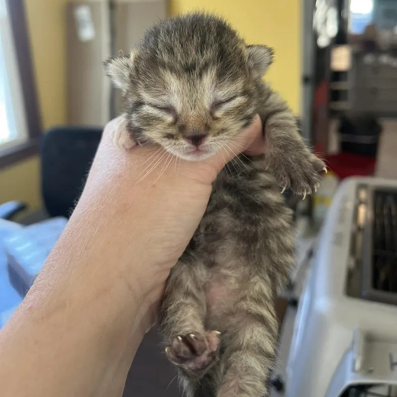 Grizzled Detective thumbnail 2