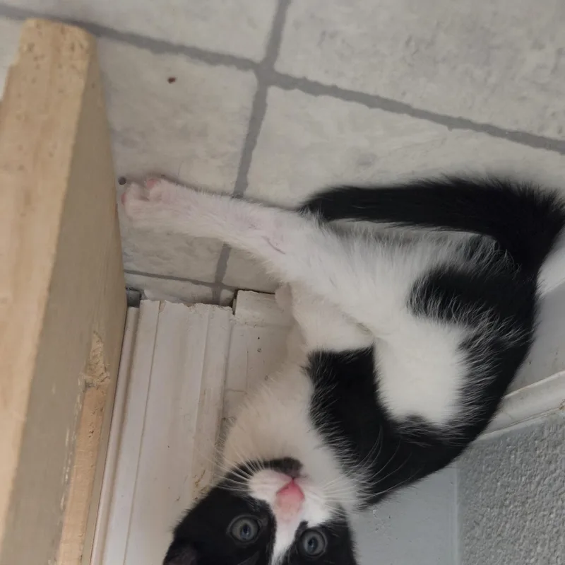 A baby small-sized male Black & White / Tuxedo Domestic Short Hair cat named Hulu for adoption in Indianapolis, IN