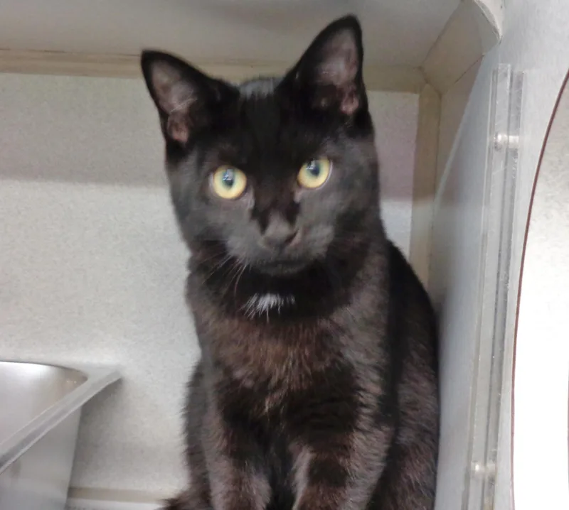 A baby small-sized male Black Domestic Short Hair cat named Bennett for adoption in Delhi, NY