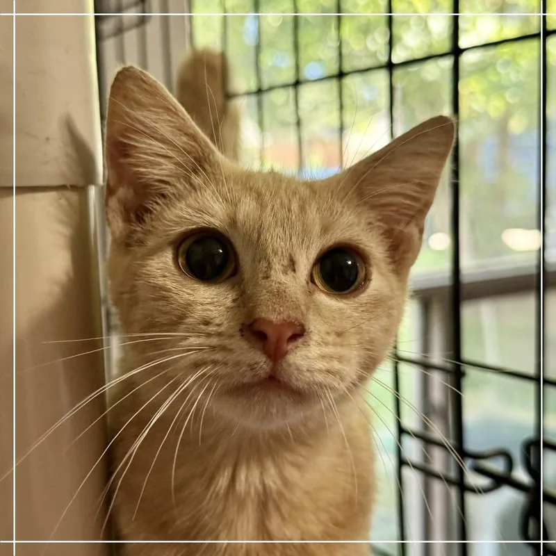 A baby small-sized male Buff / Tan / Fawn Domestic Short Hair cat named Brody for adoption in Houston, TX