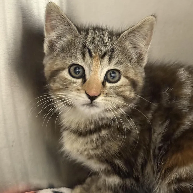 A baby small-sized female Gray / Blue / Silver American Shorthair cat named Spooky Sparkle Bear for adoption in Cody, WY