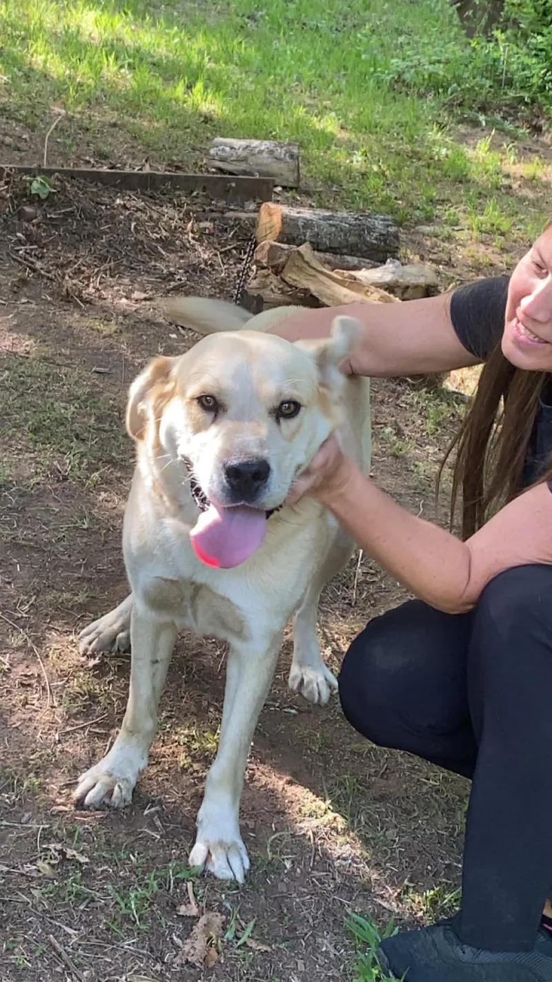 An adult large-sized male Yellow / Tan / Blond / Fawn Yellow Labrador Retriever dog named Turbo Woofy for adoption in Andover, MA