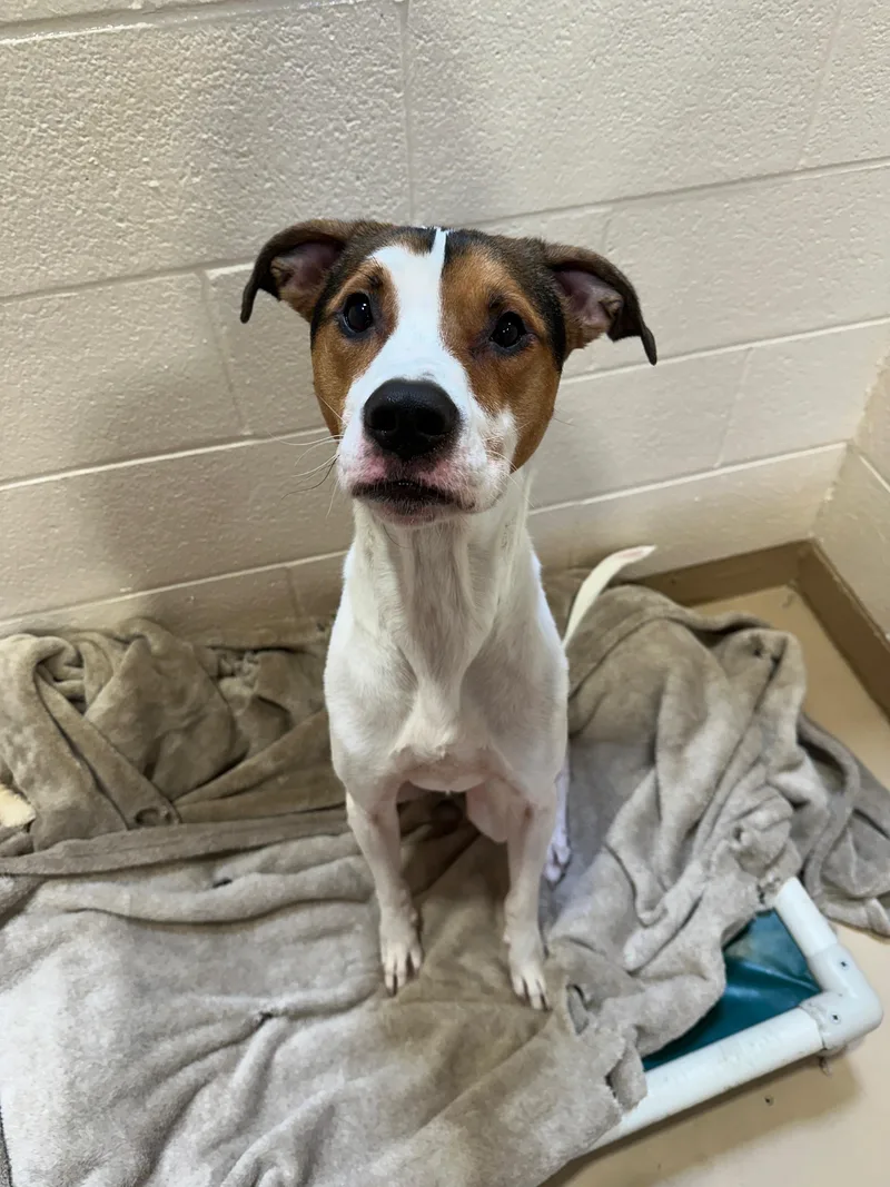 An adult large-sized male American Foxhound dog named Snoopy for adoption in Troy, MI