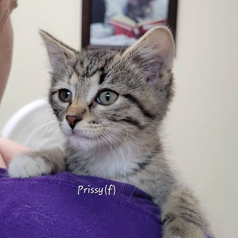 A baby medium-sized female Tabby (Brown / Chocolate) Tabby cat named Prissy for adoption in Mazon, IL