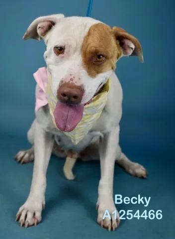 An adult medium-sized female Pit Bull Terrier dog named Becky for adoption in Bakersfield, CA