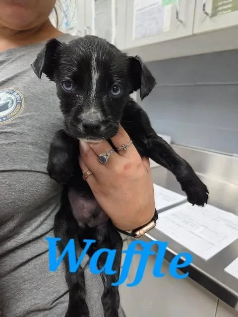 A baby medium-sized male Hound dog named Waffle for adoption in Livingston, LA