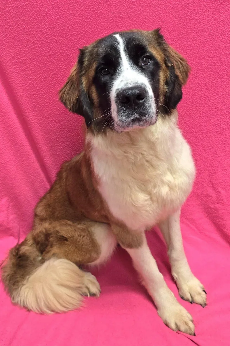 A young extra large-sized female Saint Bernard dog named Belinda for adoption in Frankfort, IN