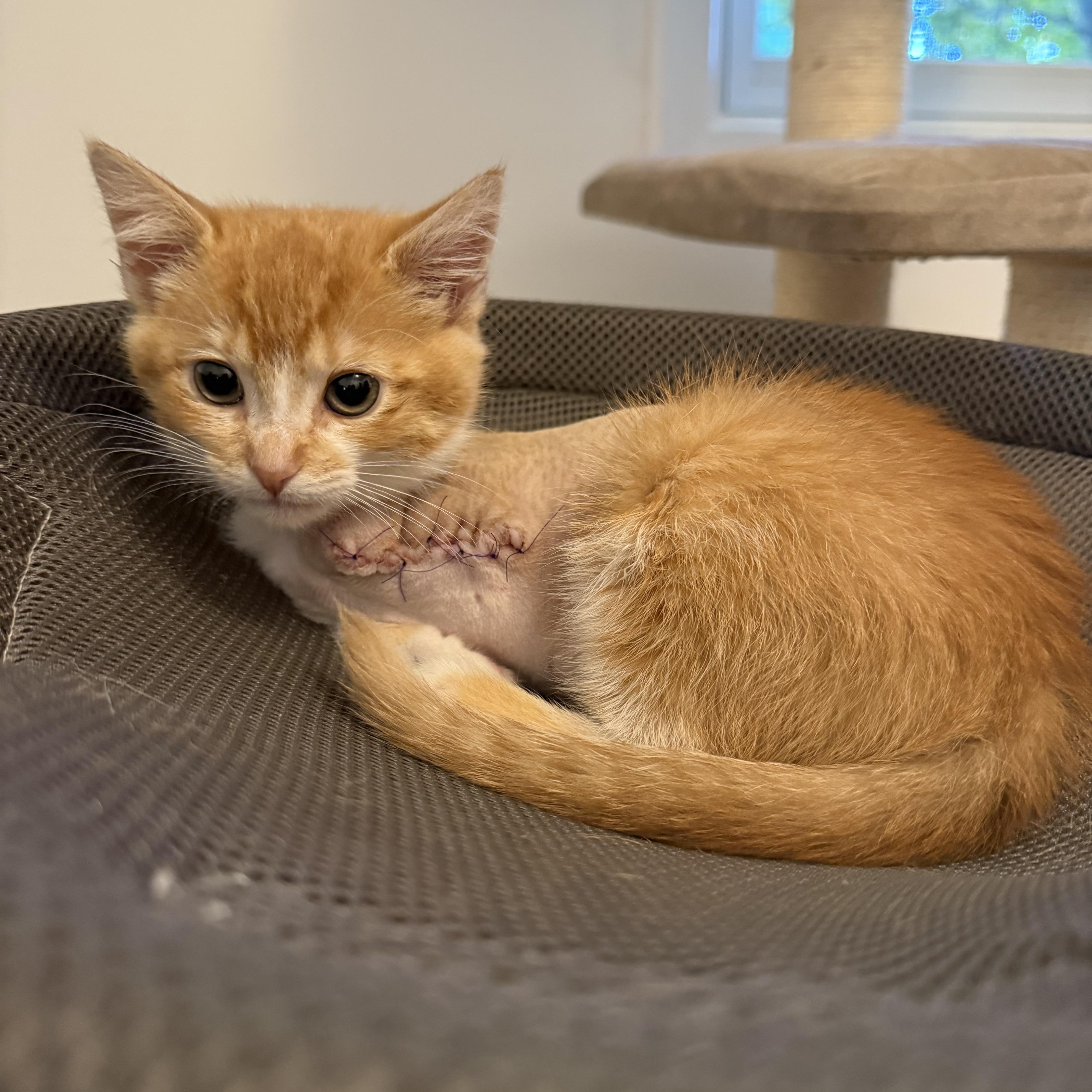 A baby medium-sized female Orange & White Domestic Short Hair cat named Mango Tango for adoption in Holly, MI