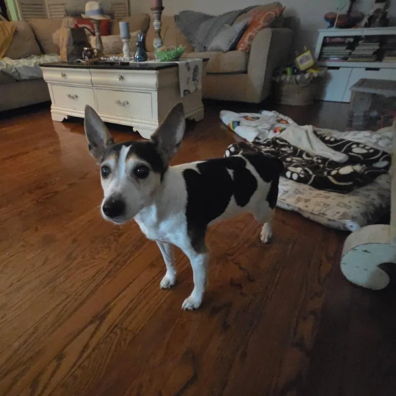 A senior small-sized female White / Cream Rat Terrier dog named Hedy for adoption in Parkton, MD
