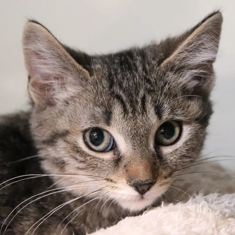 A baby small-sized male Brown / Chocolate Domestic Short Hair cat named H Waluigi for adoption in Port Washington, NY