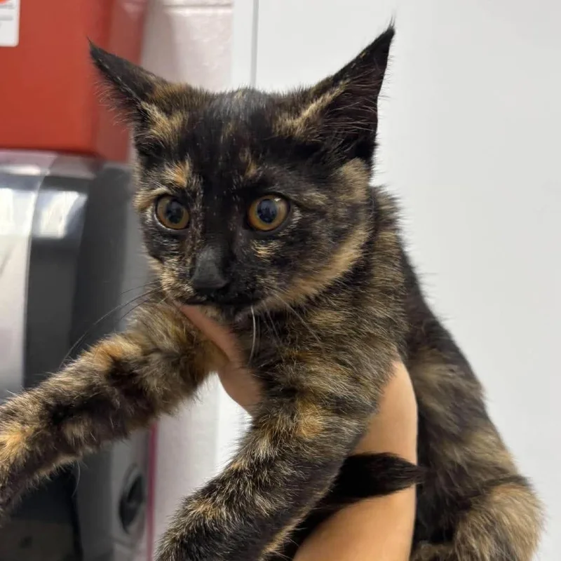 A baby small-sized female Tortoiseshell Domestic Short Hair cat named Willa for adoption in Rocky Mount, VA