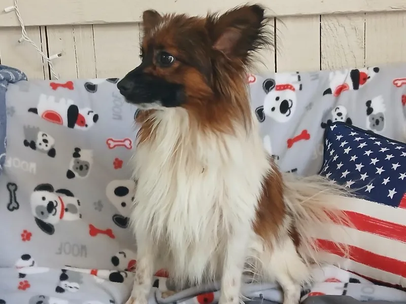 A young small-sized male Shetland Sheepdog / Sheltie dog named Tuna for adoption in Fort Worth, TX