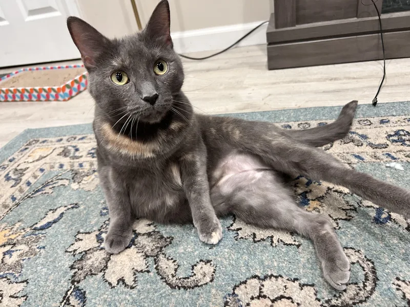 An adult medium-sized female American Shorthair cat named Molly for adoption in Lilburn, GA
