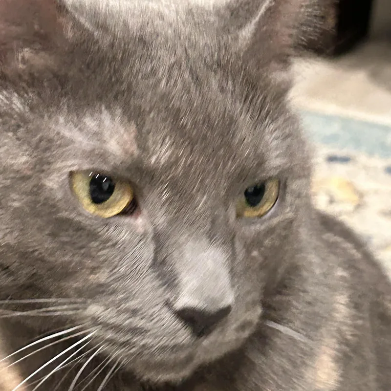 Molly thumbnail 5