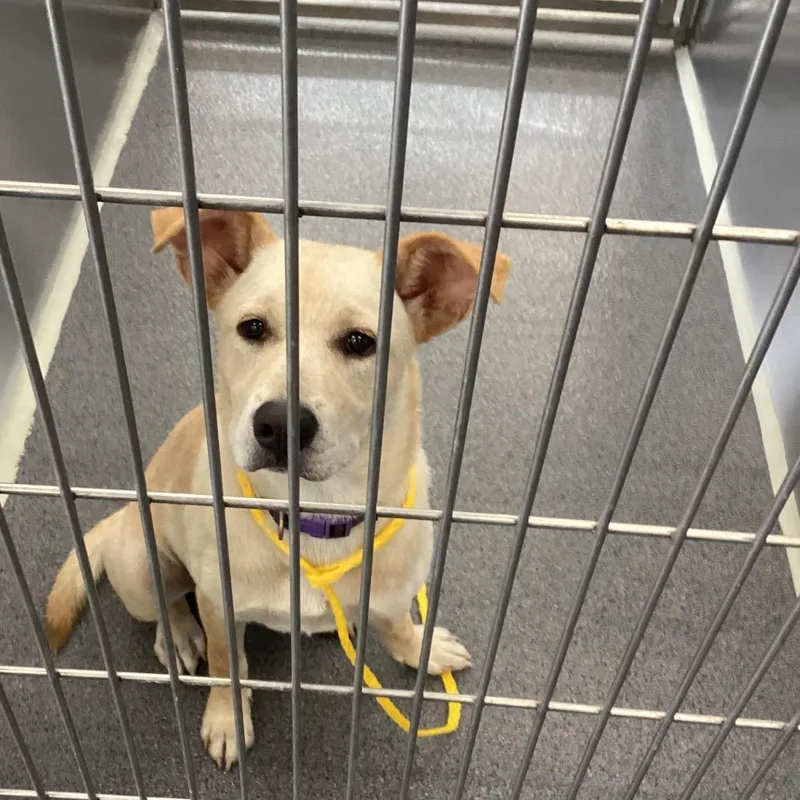 A young medium-sized female White / Cream Retriever dog named Chai for adoption in Montgomery, AL