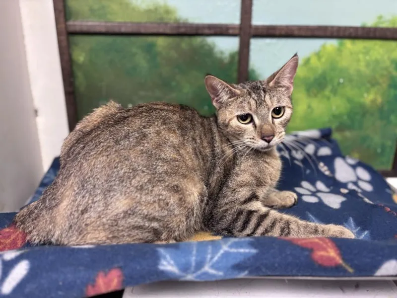 A young medium-sized female Domestic Short Hair cat named Stella for adoption in Houston, TX