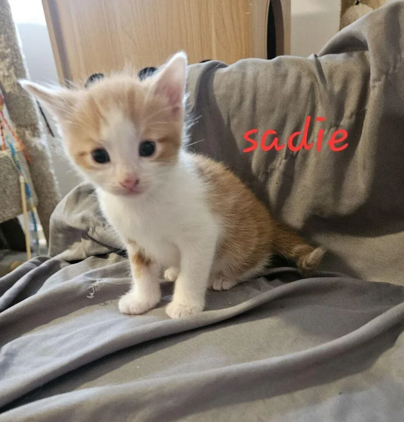 Sadie thumbnail 3