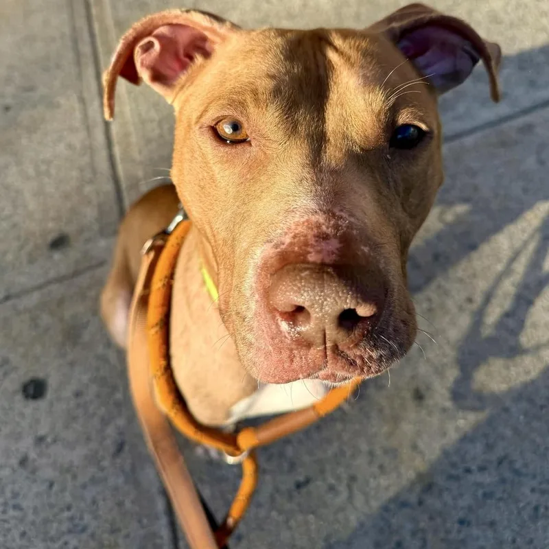 An adult medium-sized female Mixed Breed dog named Daisy Asha for adoption in Long Island City, NY