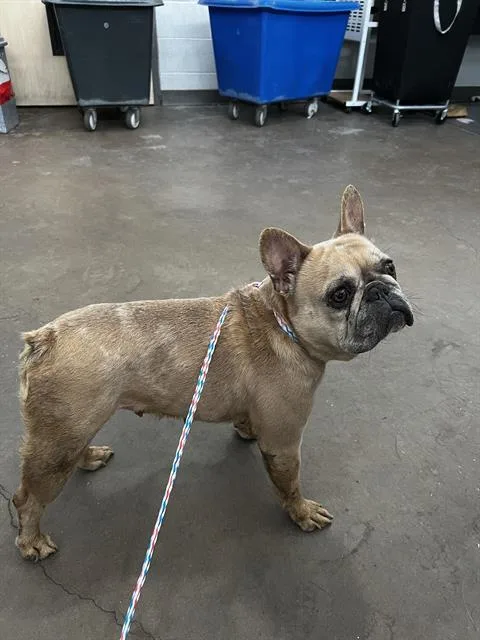 An adult small-sized female French Bulldog dog named Mocha for adoption in Dallas, TX