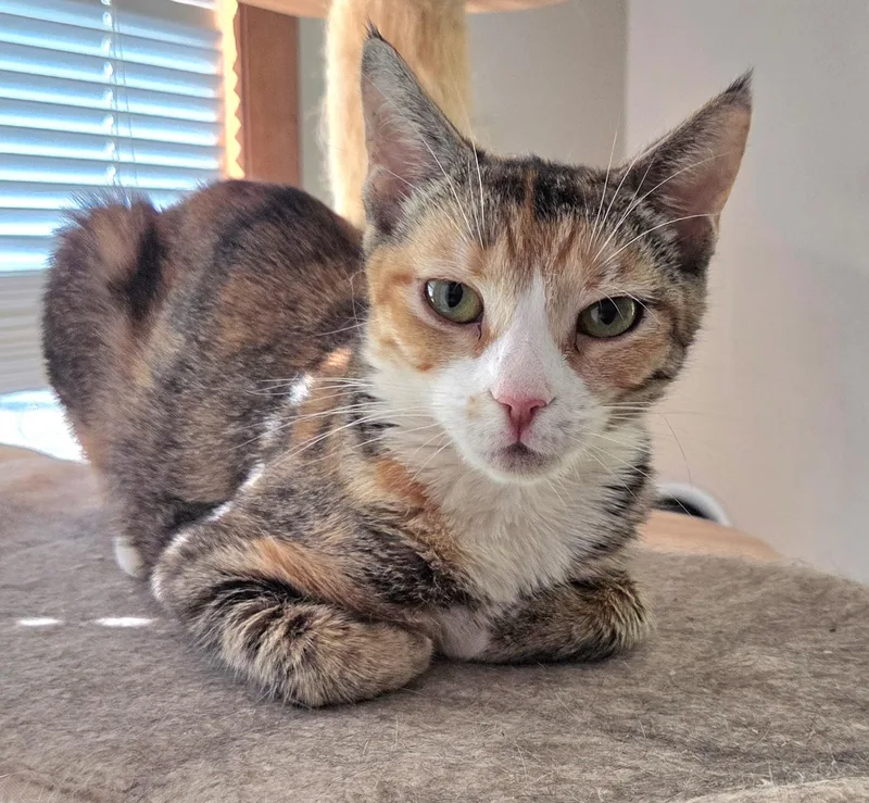 An adult medium-sized female Torbie Domestic Short Hair cat named Pizza for adoption in Mansfield Center, CT