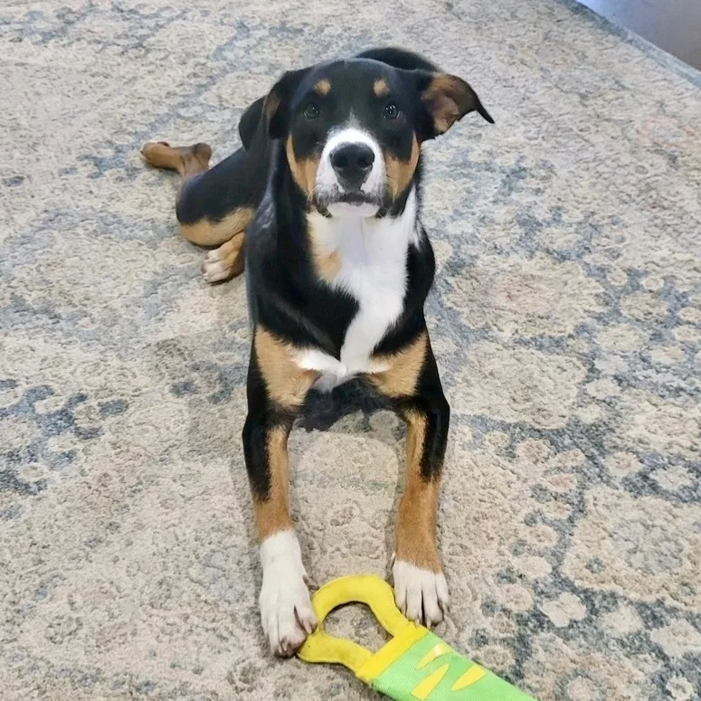 A young medium-sized male Collie dog named Tank for adoption in Longview, TX
