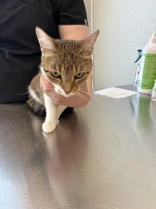 An adult large-sized female Domestic Short Hair cat named Darcy for adoption in Lafayette, IN