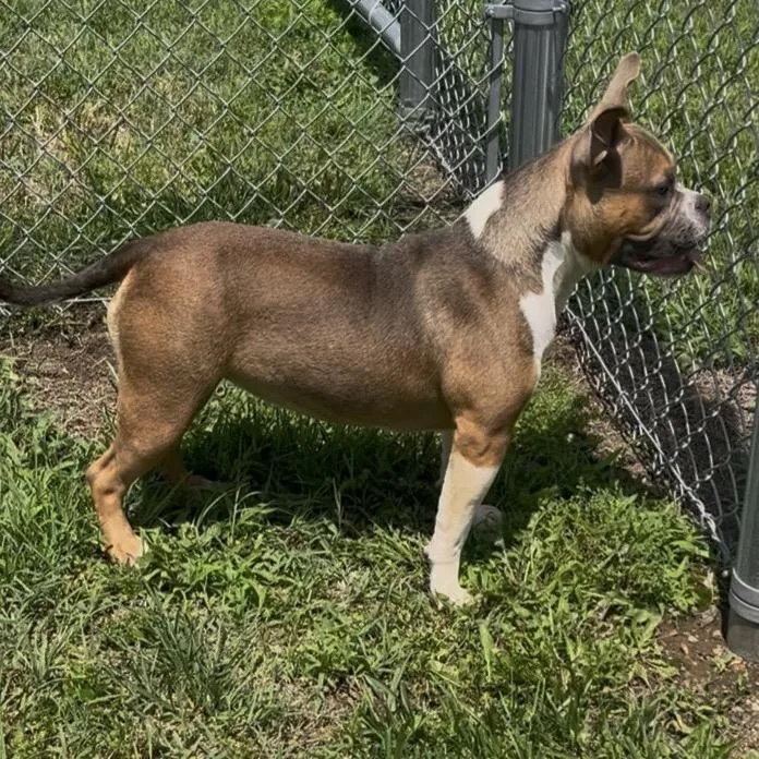 An adult medium-sized female Brown / Chocolate English Bulldog dog named Ella for adoption in Pittsburg, KS