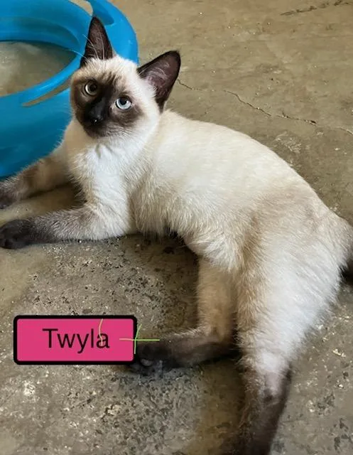 Twyla