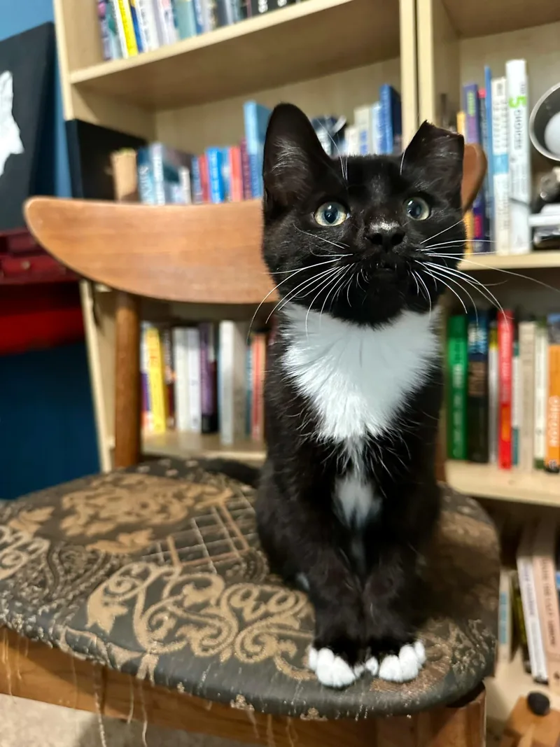 A baby small-sized male Black & White / Tuxedo Domestic Short Hair cat named Theo for adoption in Pendleton, OR