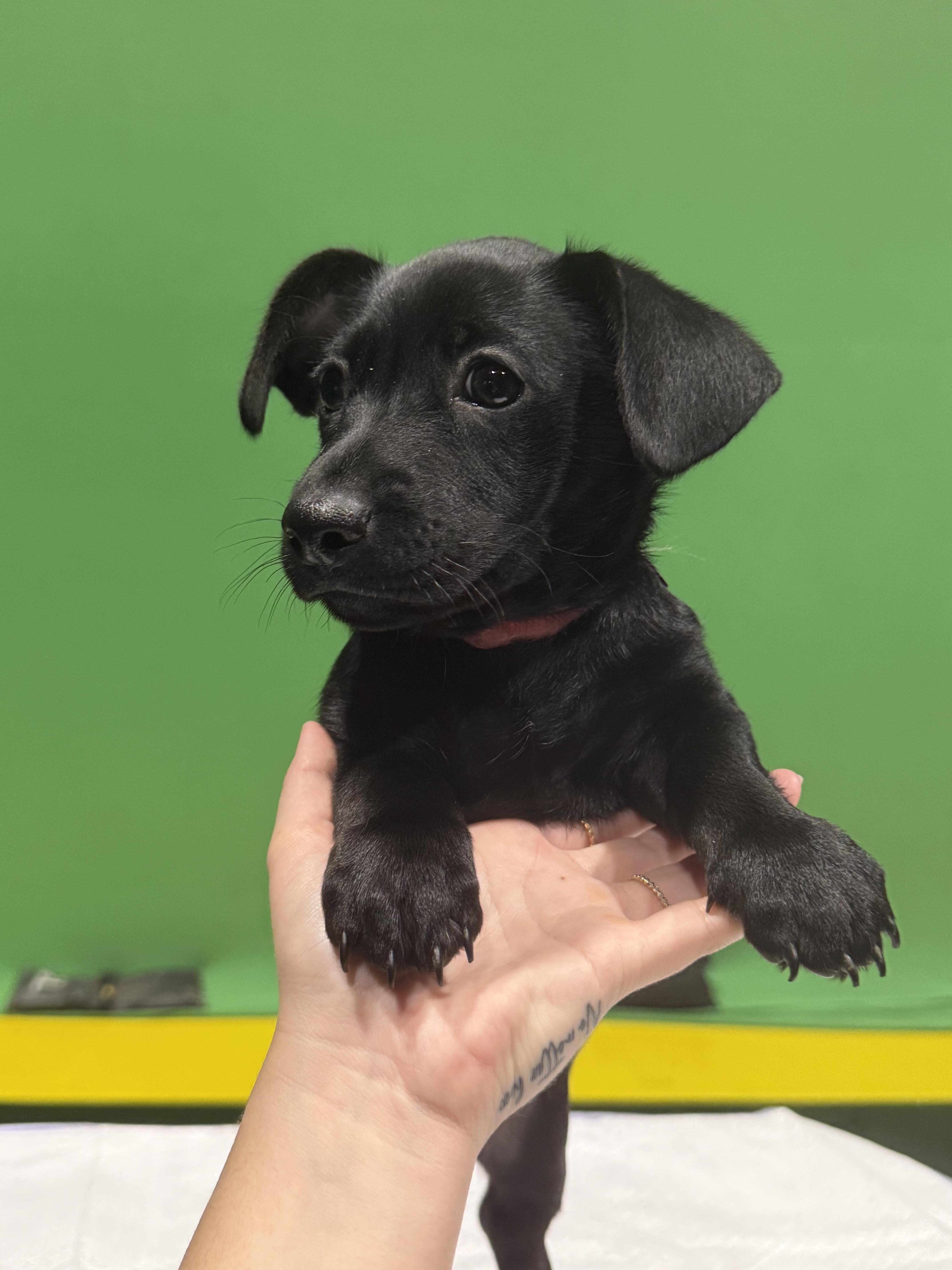 A baby small-sized female Black German Shepherd Dog dog named Isabela for adoption in West Hollywood, CA
