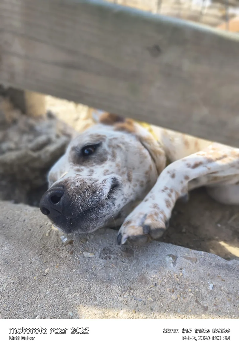 A young medium-sized male Lancashire Heeler dog named Donald for adoption in Ville platte, LA