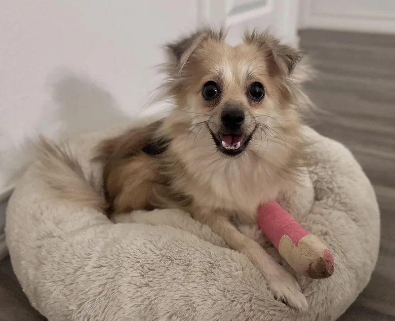 A young small-sized female Pomeranian dog named Poppy Girl for adoption in Pflugerville, TX