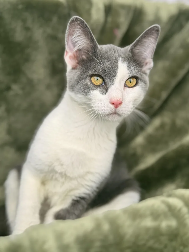A baby medium-sized male Gray & White Domestic Short Hair cat named Vinicius for adoption in Gradyville, KY