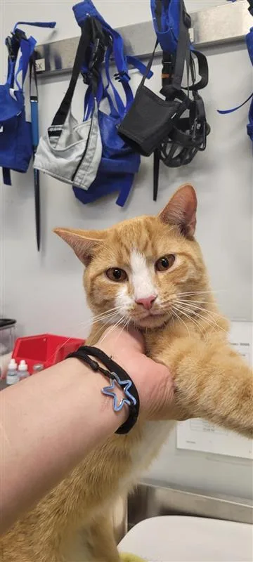 An adult small-sized male Domestic Short Hair cat named Spinner for adoption in West Chester, PA