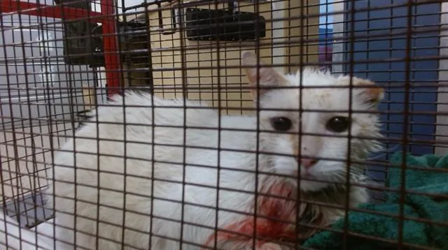 An adult small-sized male Domestic Short Hair cat named Angel for adoption in Miami, FL
