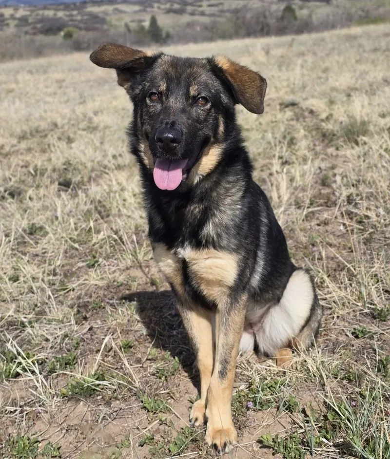 A young medium-sized female Tricolor (Brown, Black, & White) German Shepherd Dog dog named Asha for adoption in Sedalia, CO