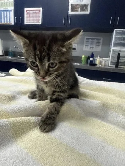 A young small-sized female Domestic Short Hair cat named B Tabby for adoption in North Charleston, SC