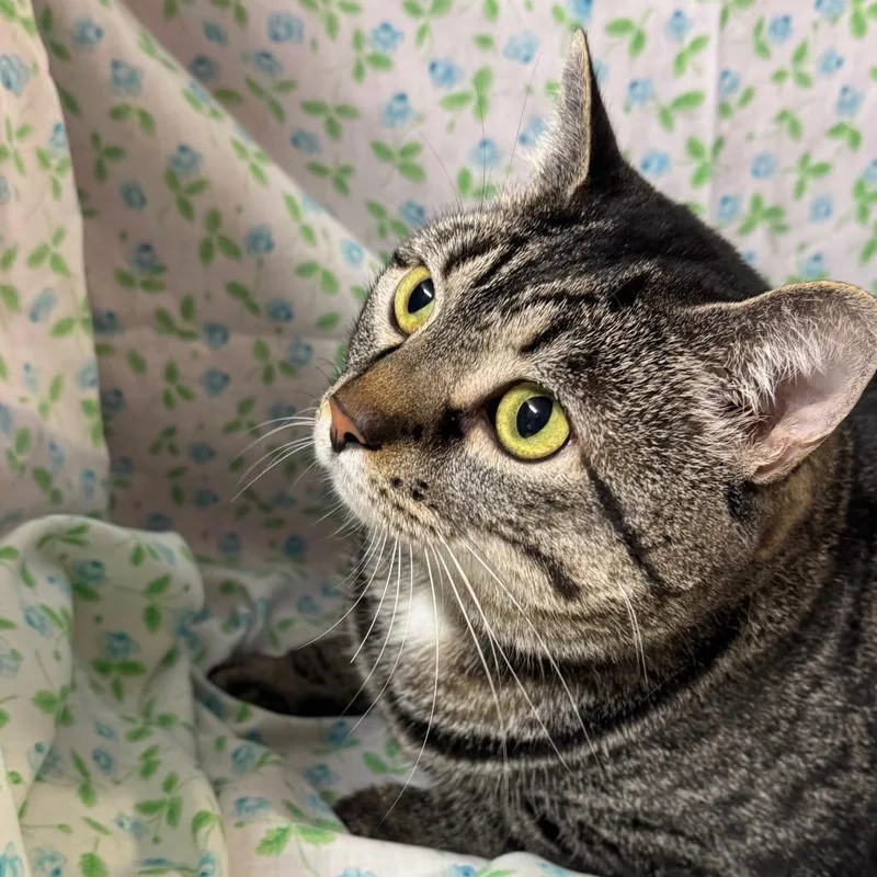 Sushi Roll thumbnail 2