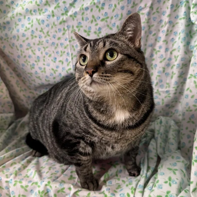 Sushi Roll thumbnail 3