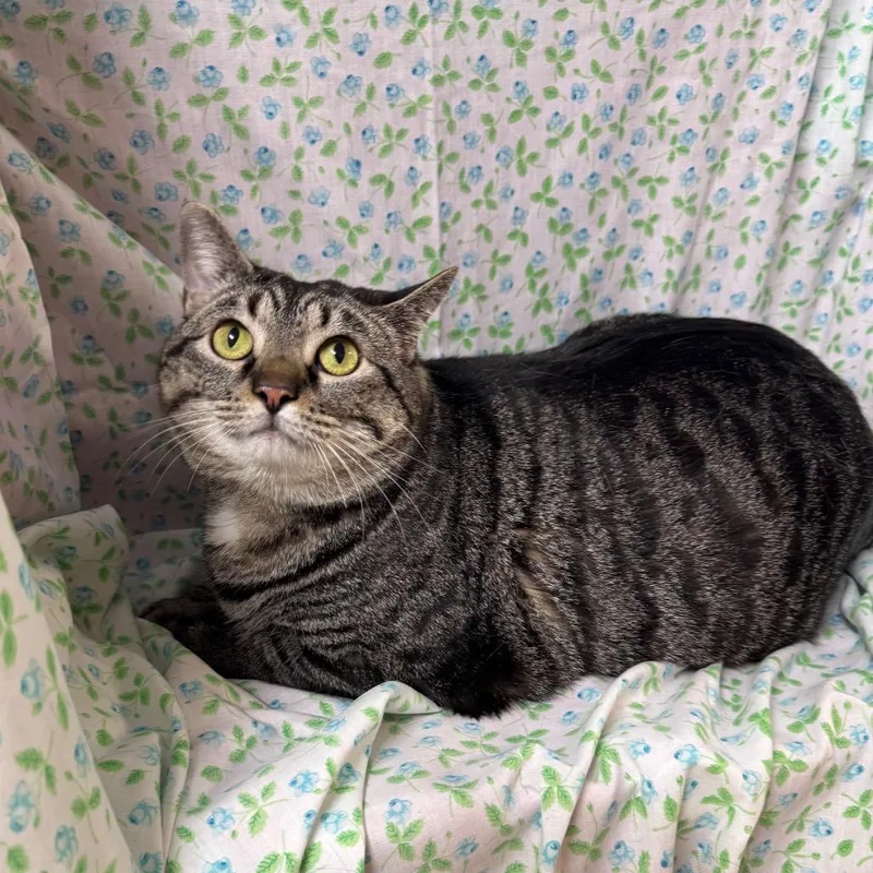 Sushi Roll thumbnail 5