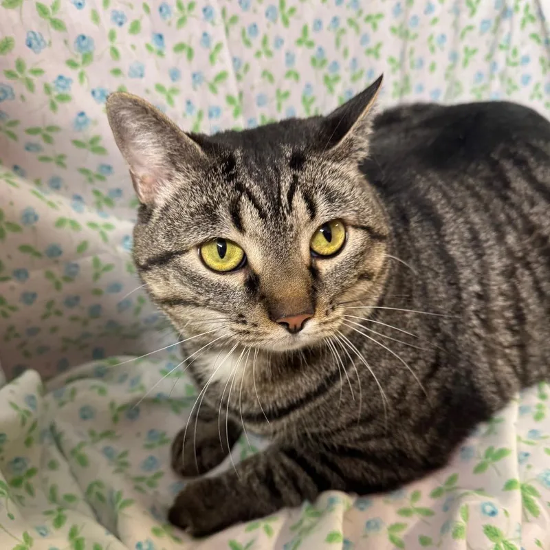 Sushi Roll thumbnail 6