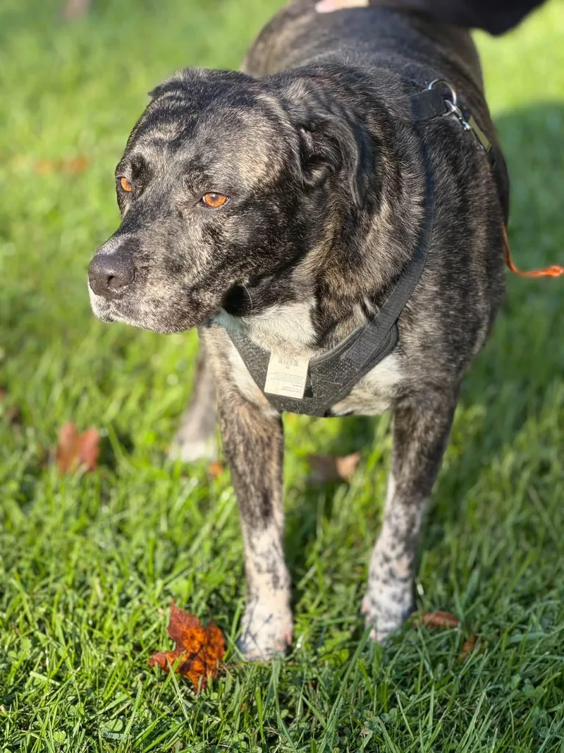 An adult large-sized female Boxer dog named Jewelz for adoption in Jamesville, NY
