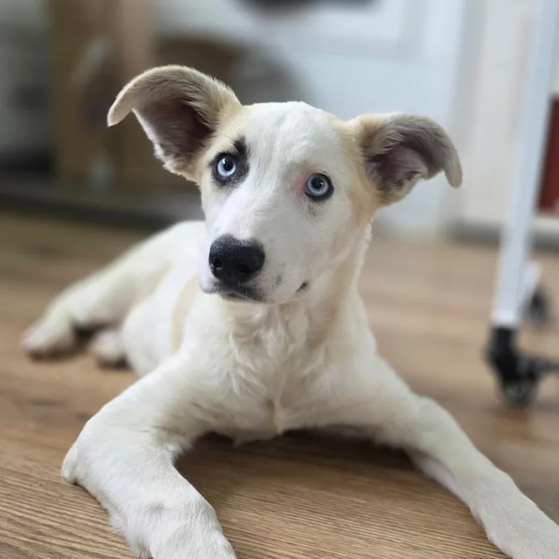 A baby small-sized female White / Cream Husky dog named Bea for adoption in Chapel Hill, NC