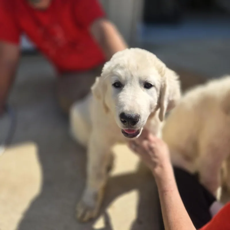 A baby large-sized female White / Cream Great Pyrenees dog named Honey Bun for adoption in Mansfield, TX