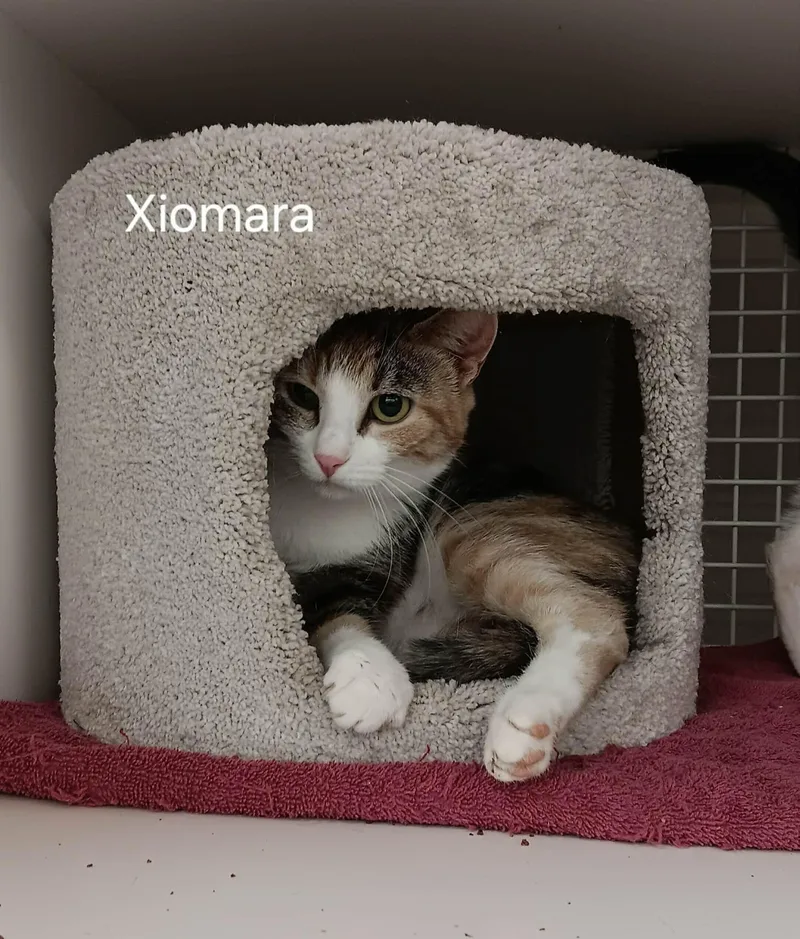 Xiomara