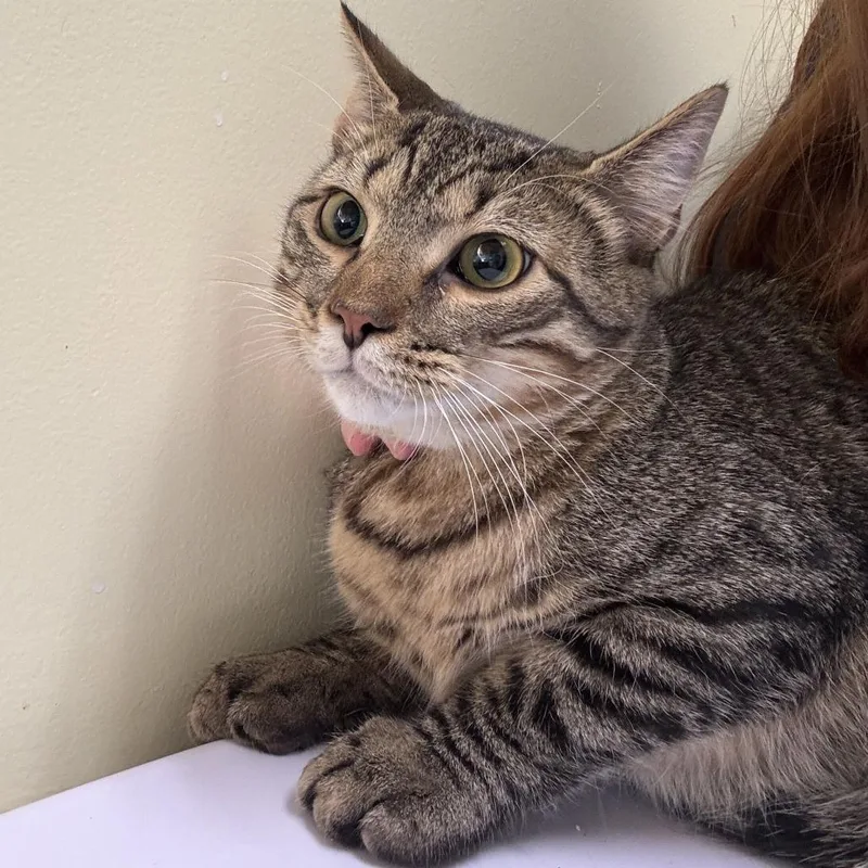 A young medium-sized male Brown / Chocolate Domestic Short Hair cat named Beaver for adoption in Wilmington, DE