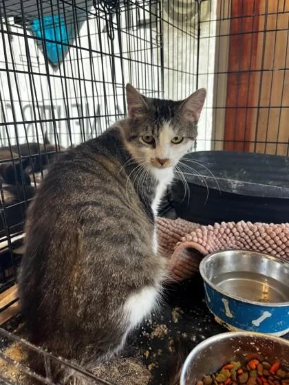 A young medium-sized male Brown / Chocolate Domestic Short Hair cat named Monty for adoption in Kansas City, MO