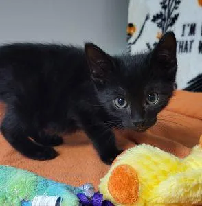 A young medium-sized male Domestic Short Hair cat named Bones for adoption in Bucyrus, OH